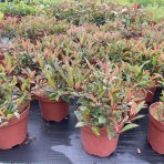 Červienka Fraserova (Photinia × fraseri) ‘LITTLE FENNA’ - výška 15-25, kont. C2L